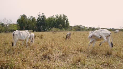 la vaca se lamia a sí misma, la novilla se come, y el ternero pastando en un campo abierto