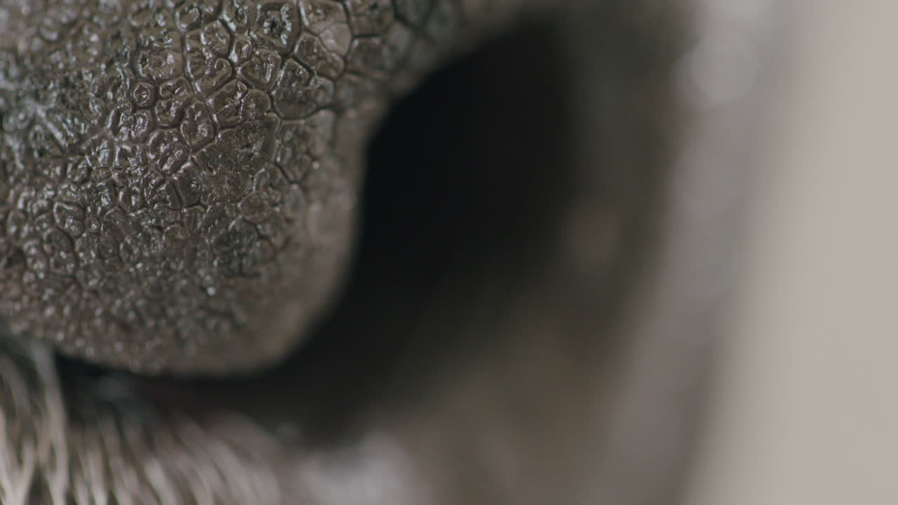 개의 코의 극심한 매크로