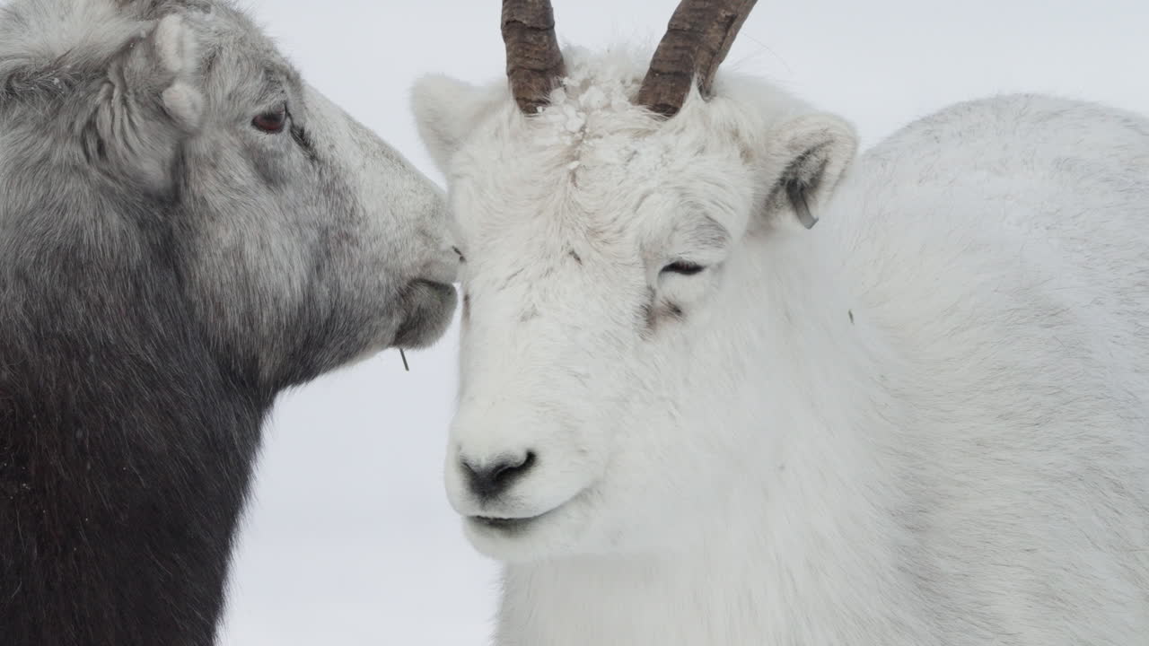 Nærbilde av tynnhornsau på snødekt landskap i Yukon, Canada
