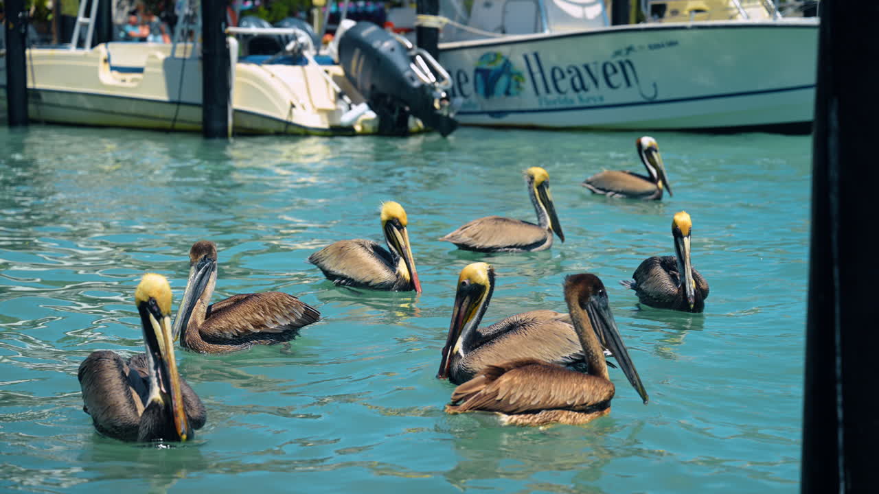 Key West, USA, 9. april 2026: Brune pelikaner svømmer i marinaen nær båter. En gruppe brune pelikaner flyter i turkist marinavann med fortøyde båter i bakgrunnen i dagslys.