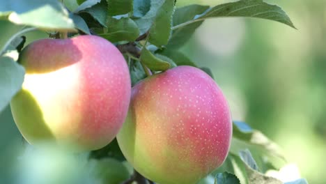 Close-up of ripe apples on a tree branch