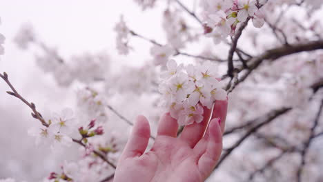 pure white sakura flowers gently touched by a woman's hand in kyoto botanical gardens in kyoto japan