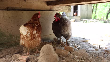 muchos pollos rojos en un día de verano en el pueblo