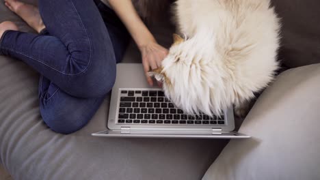 unrecognizable girl is working on laptop on sofa while cat is disturbing her to caress