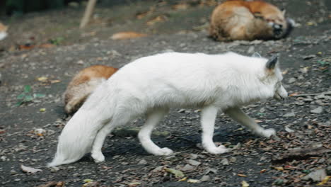 snow fox walking at village on zao kitsune mura in shiroishi, japan