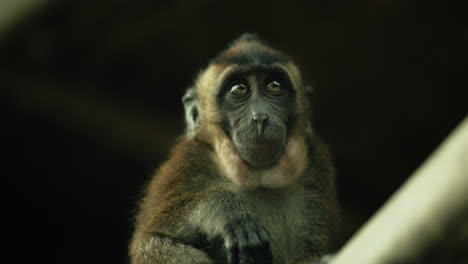 monkey expressions