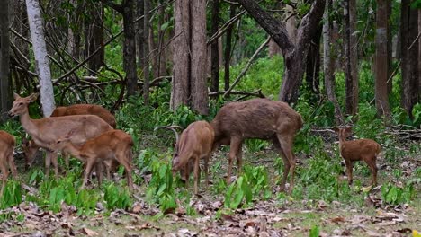 El-Ciervo-Del-Campo-Es-Una-Especie-En-Peligro-De-Extinción-Debido-A-La-Pérdida-De-Hábitat-Y-La-Caza