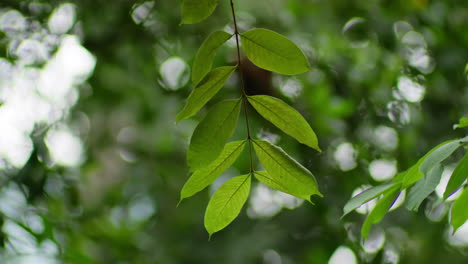 Grünes-Laub-Eines-Baumes-Im-Hintergrund-Mit-Geringer-Tiefenschärfe