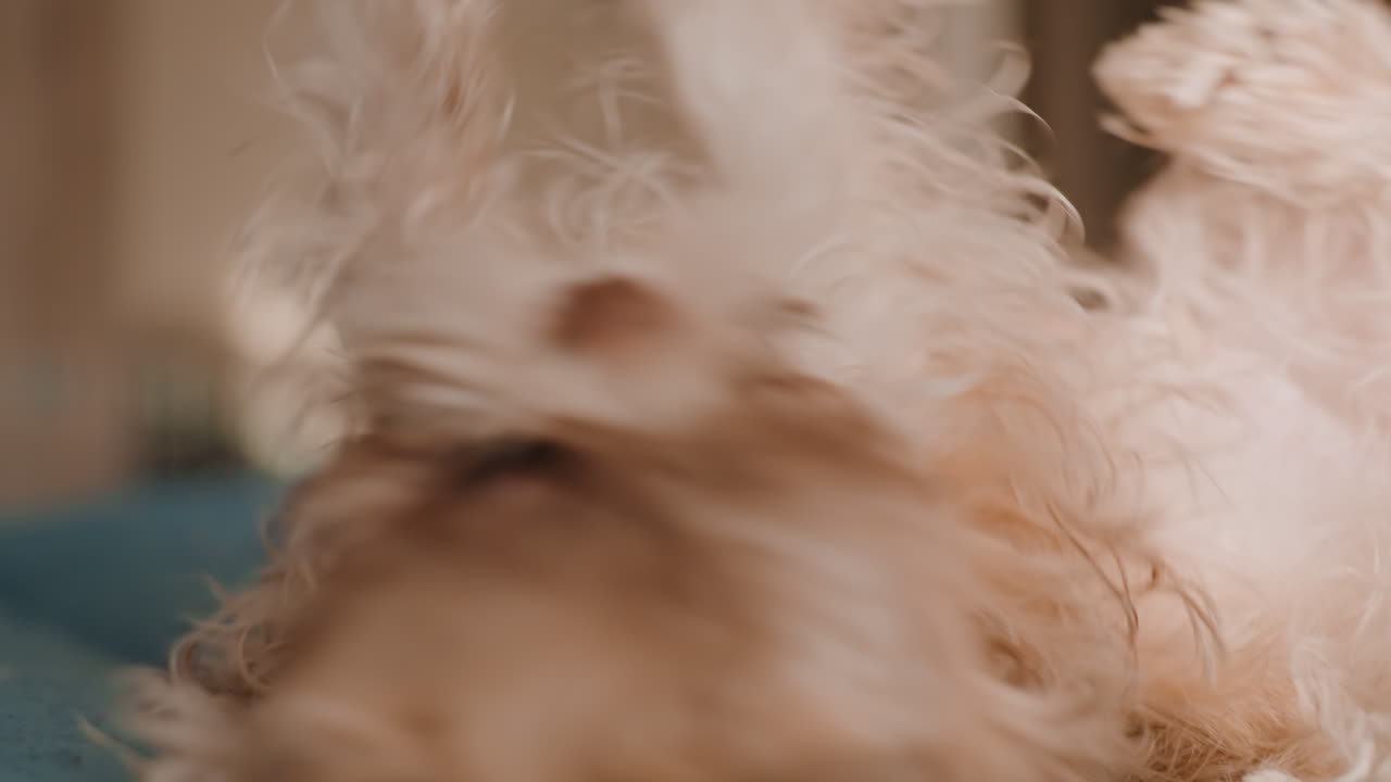 Leken stund med kjæledyr, gledelig samspill mellom eier og liten, myk hund innendørs, kaukasiske hender masserer forsiktig den myke hundemagen under en leken aktivitet innendørs