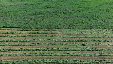 Toma-Panorámica-Aérea-Del-Vuelo-De-Las-Cigüeñas-En-El-Campo-De-Hierba