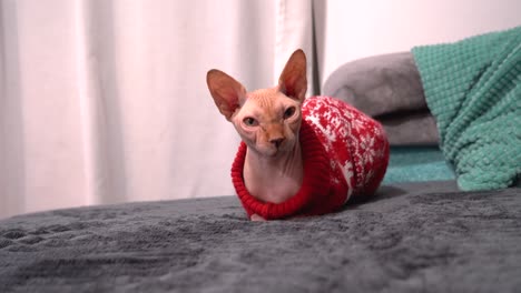 egyptian cat hairless indoors at home for christmas during winter wearing a sweater