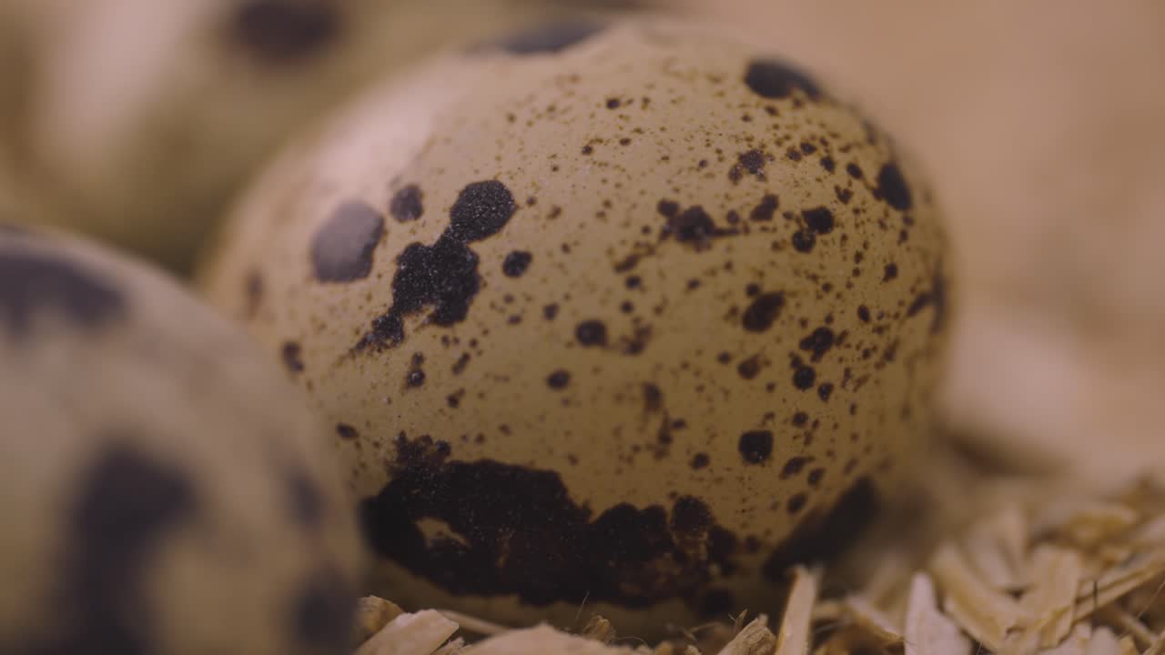 Close-up of Quail Eggs in a Nest