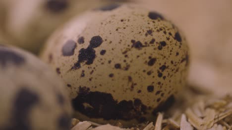 close-up of quail eggs in a nest
