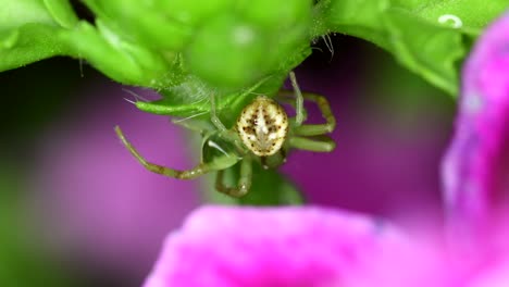 Imágenes-De-Primer-Plano-De-Una-Araña-Cangrejo-En-Una-Planta-De-Geranio-Deshaciéndose-De-Una-Gota-De-Agua.