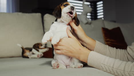 female hands hold a cute beagle puppy, from behind on the sofa his puppy brothers are playing