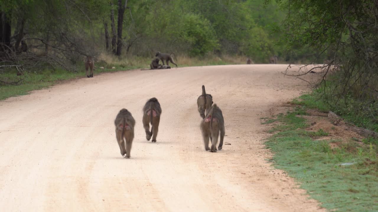 크루거, 남아프리카 공화국, 파피오 우르시누스 (papio ursinus)