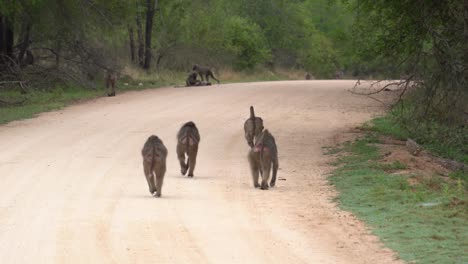 following a small group of cape baboon as the saunter along a dirt road, kruger, south africa, papio ursinus