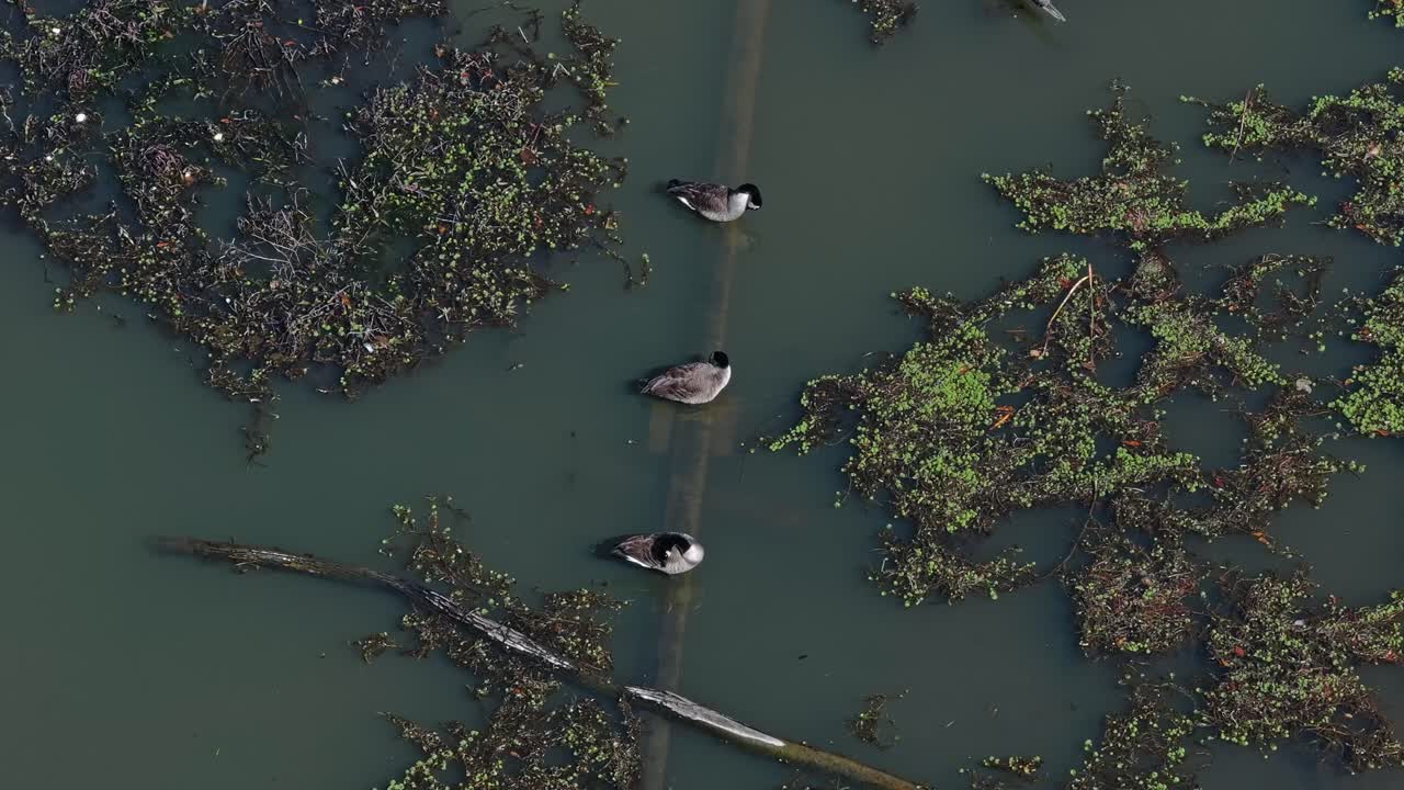 tres patos en una fila se limpian en el lago con algas
