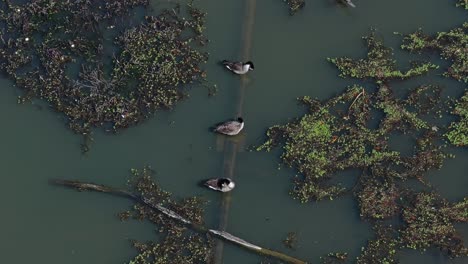 Three-Ducks-In-A-Row-Preening-On-Lake-With-Algae