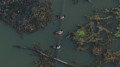 tres patos en una fila se limpian en el lago con algas