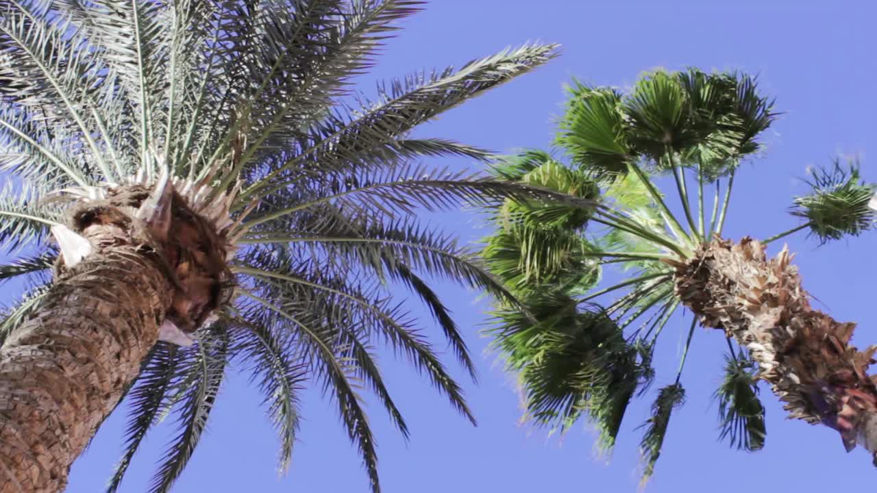 palmeras datileras y palmeras trachycarpus fortunei con cielo azul de fondo