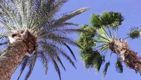 date palm and trachycarpus fortunei palm trees with blue sky in background