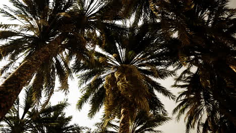 la parte inferior del árbol de coco con cielo despejado y sol brillante
