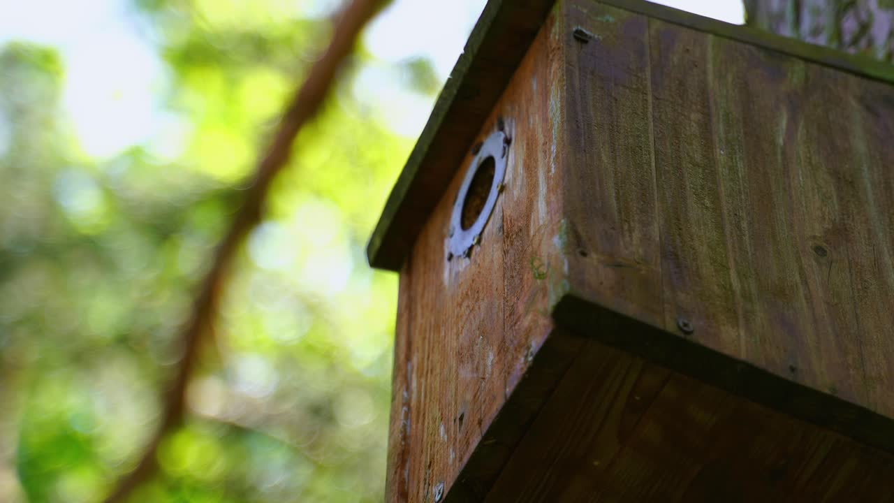 casa de pájaro de madera marrón en la naturaleza en un árbol