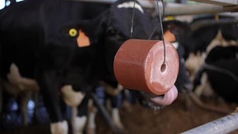 Salt-licking-block-cube-product-shot-with-cows-in-the-background