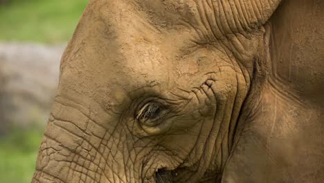 close up of elephant