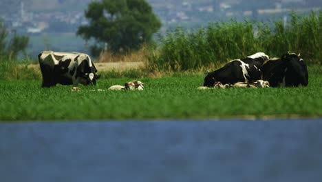 a group of cows and sheep entered the green reed covered lake to cool off