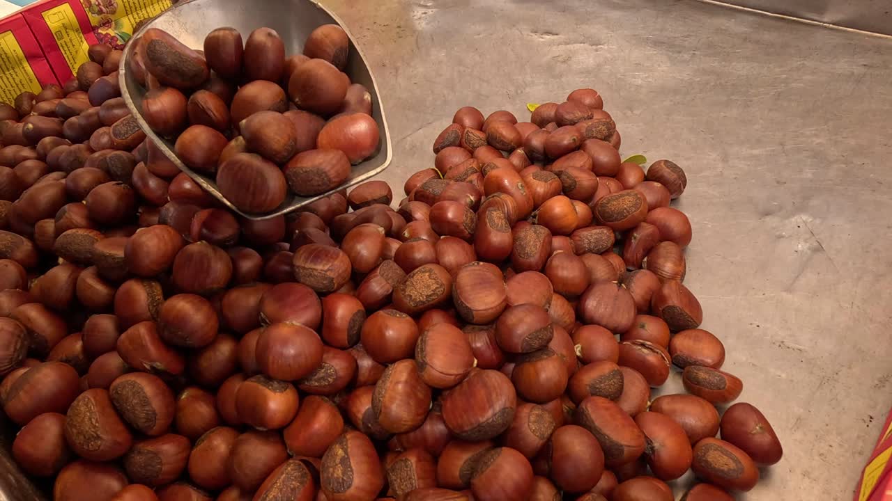 Scooping and moving chestnuts from a large pile.
