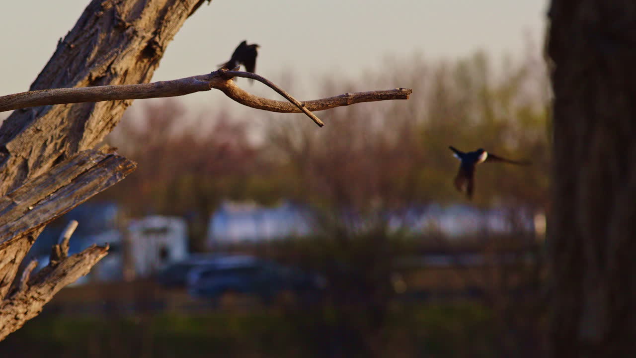 Capturing romance on the wing: purple martins in slow aerial acrobatics.