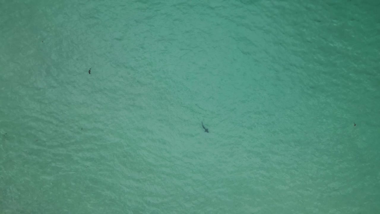 Bird's eye view rising high above leopard sharks swimming in shallow sandy ocean water