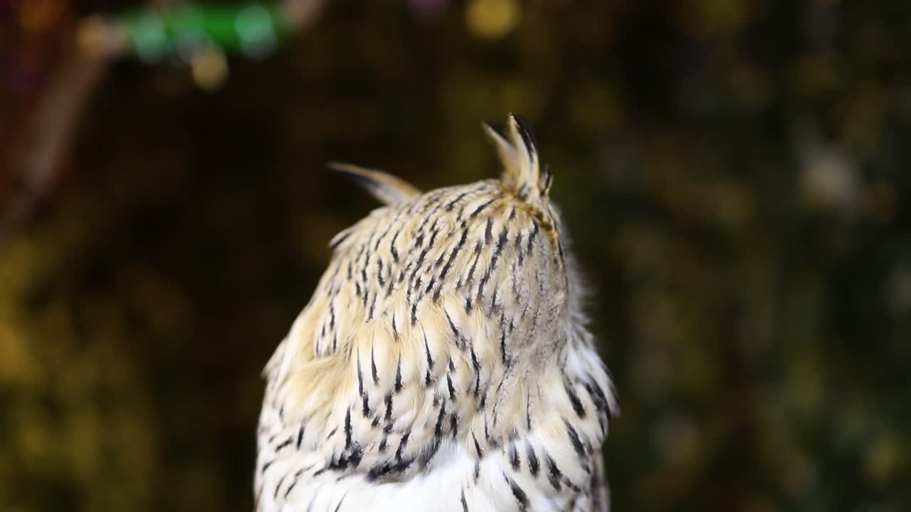 un búho gira la cabeza en un entorno natural.