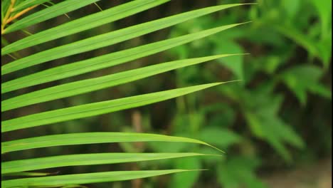 close-up of palm leaves