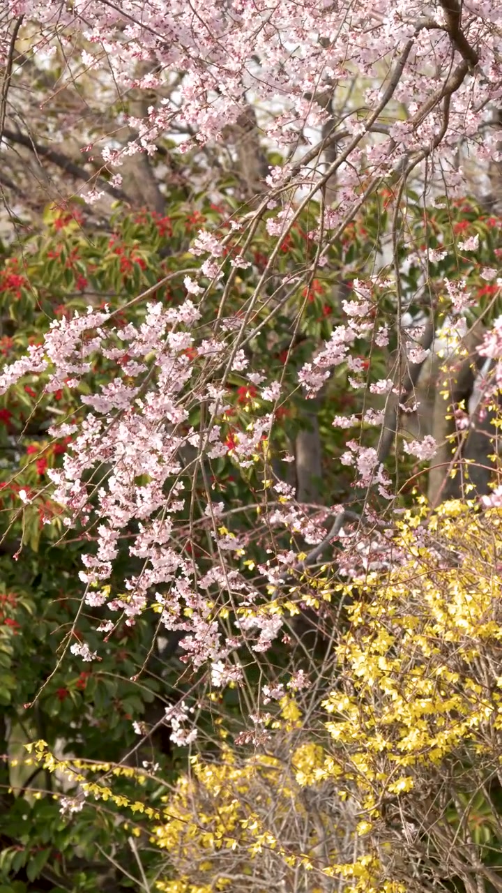 Static medium shot of pink sakura branches swaying gently above vibrant yellow spring garden flowers.