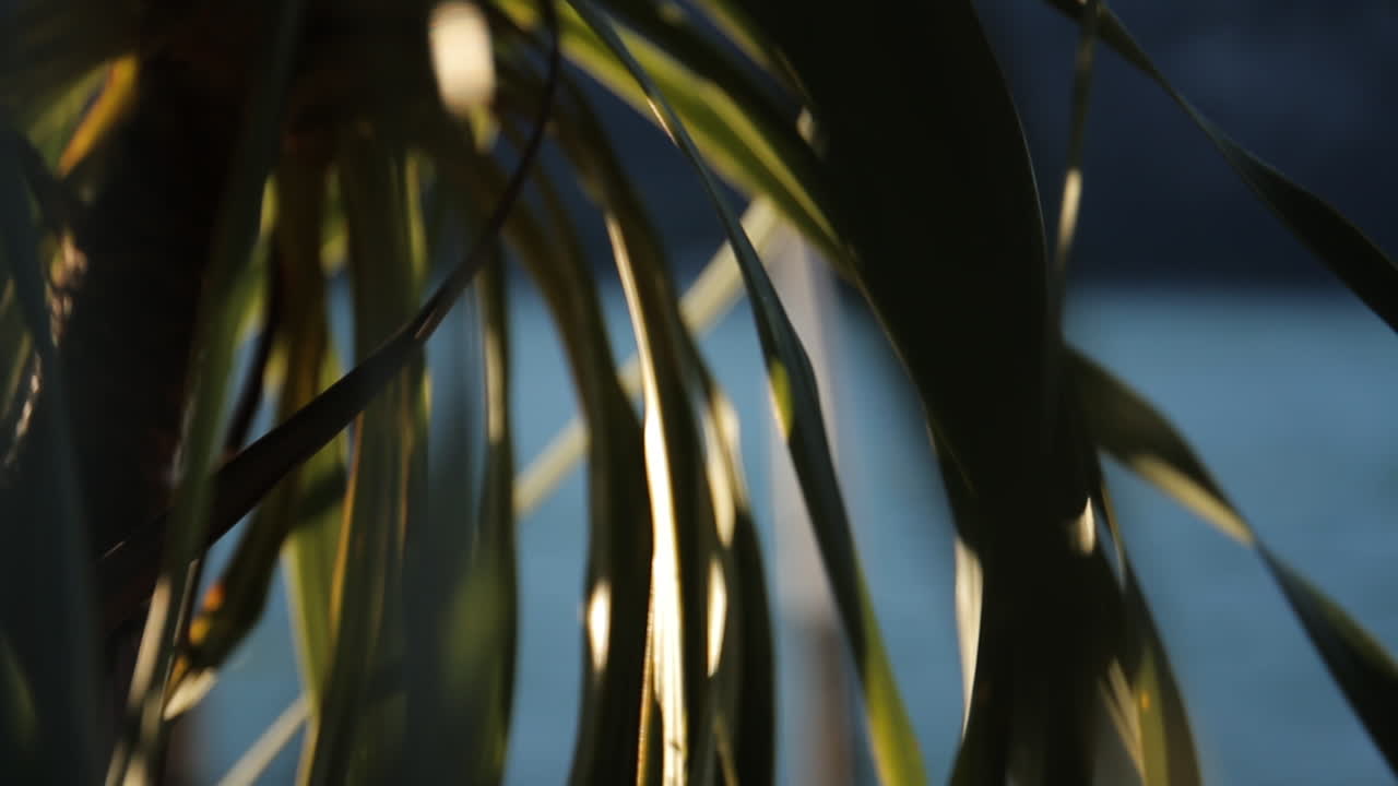 Plant leaves close up