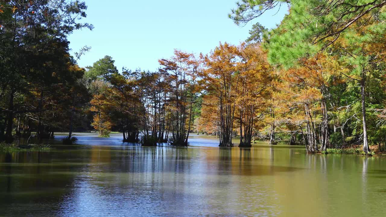 Static video of cypress trees in the water at Martin Dies, Jr. State Park on Steinhagen Reservoir in Texas