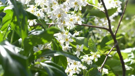 small white cherry blossoms and green leaves on a branch in sunlight