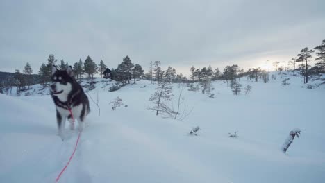 Alaskan-Malamute-An-Der-Leine-Zu-Fuß-Im-Verschneiten-Hügel-Im-Winter