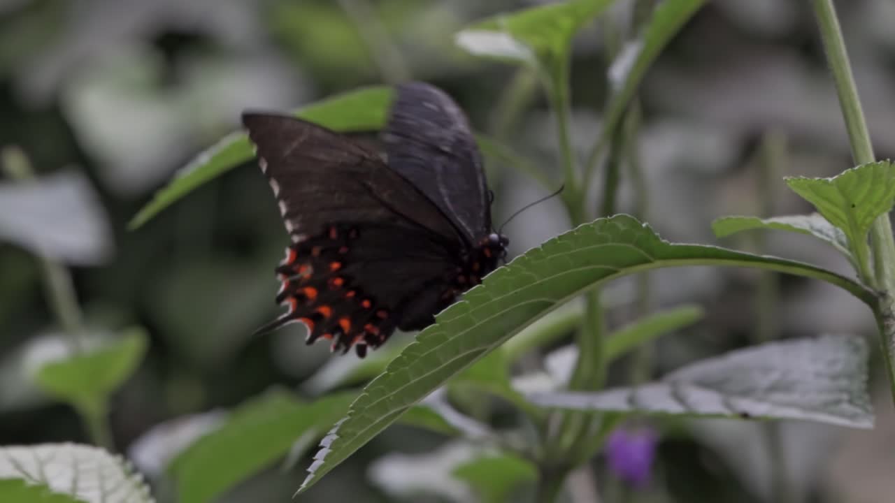 A vibrant butterfly with dark wings and striking red-orange spots perches gracefully on a broad green leaf. The image's shallow depth of field blurs the lush foliage in the background