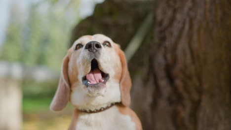 beagle dog stares forward with soulful eyes, seemingly eager to move yet held in place by leash, bathed in warm outdoor light near tree trunk in peaceful autumn woodland setting
