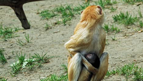 mother wadi monkey looking around while feeding its baby on semi-arid landscape