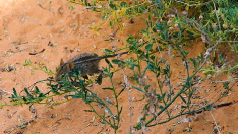 four striped grass mouse climbing over a shaky twig to feed on the seeds of a bush