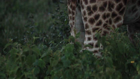 giraffes' rear legs while feeding in the bushes of aberdare national park, kenya, africa