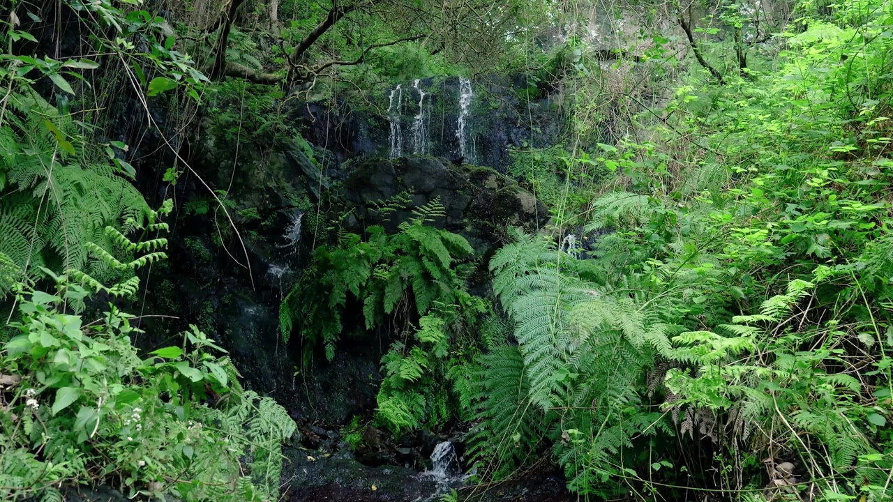 Kleiner Wasserfall, der über moosbewachsene Felsen in einem üppig grünen Wald stürzt