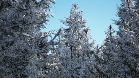 Winter-Ruhiger-Wald-An-Sonnigen-Tagen