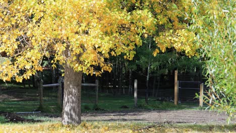 hojas amarillas de otoño durante el otoño canon rk