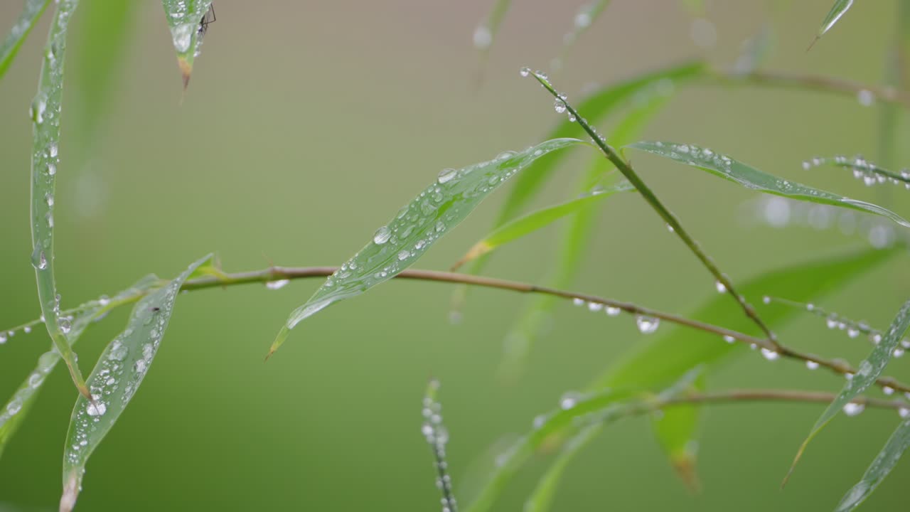 Close-up of Dew Drops on Bamboo Leaves